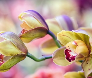 Orchidea, Storczyki