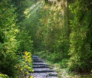 Las iglasty, Przebijające światło, Drzewa, Ścieżka