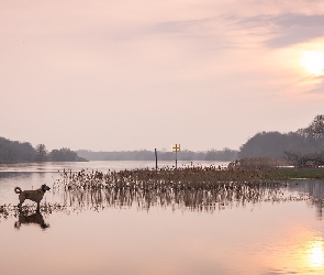 Pies, Trawy, Wschód słońca, Rzeka