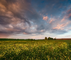 Żółte, Chmury, Drzewa, Kwiaty, Łąka