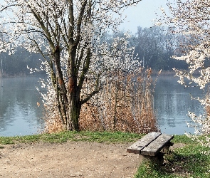 Rzeka, Wiosna, Ławka, Drzewa, Wysokie, Trawy, Kwitnące