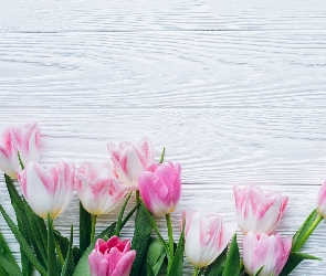 Tulipany, Deski, Różowo-białe