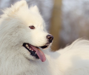 Biały, Samojed, Pies