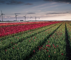 Wiatraki, Tulipany, Pole, Kwiaty