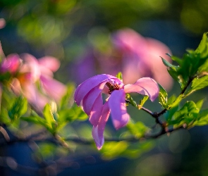 Rozmyte tło, Magnolia, Gałąź, Kwiaty