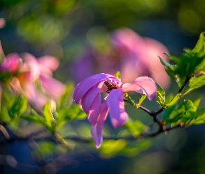 Gałąź, Rozmyte tło, Magnolia, Kwiaty