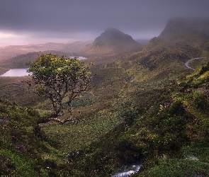 Jeziora, Góry, Szkocja, Rośliny, Drzewo, Wyspa Skye, Mgła