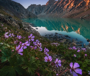 Kwiaty, Góry Tienszan, Kirgistan, Odbicie, Skały, Jezioro Ala-Kul