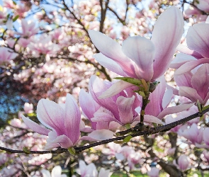 Gałęzie, Magnolia, Kwiaty, Bladoróżowe
