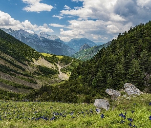 Dolina, Góry, Kwiaty, Droga, Drzewa, Polana, Las