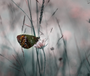 Motyl, Zbliżenie, Kwiat