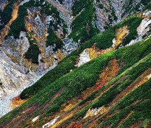 Roślinność, Japonia, Tateyama, Góra Mount Tate, Zbocza