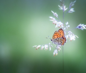 Czerwończyk żarek, Motyl, Źdźbło, Trawa