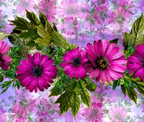 Stokrotka afrykańska, Grafika, Kwiaty