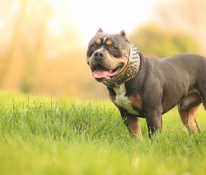 Pies, American Bully