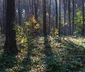 Las, Światło, Rośliny, Drzewa