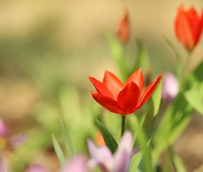 Zbliżenie, Kwiat, Czerwony, Tulipan