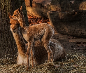 Lama, Młoda, Dwie, Lamy