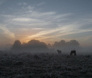 Łąka, Mgła, Drzewa, Konie