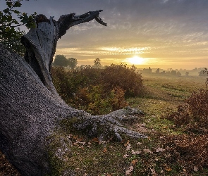 Dębu, Drzewa, Mgła, Paprocie, Pień, Wschód słońca, Suchy