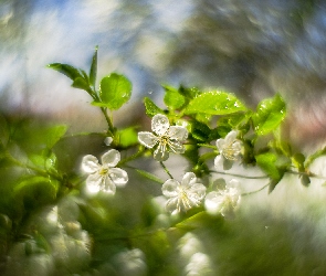 Drzewo owocowe, Bokeh, Kwiaty