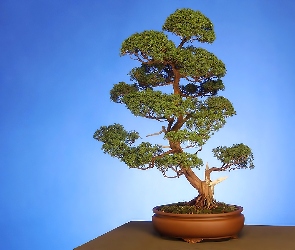 Donica, Brązowa, Drzewko, Bonsai