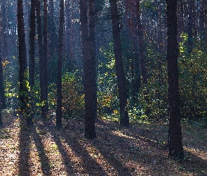 Las, Przebijające światło, Rośliny, Drzewa