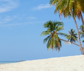 Palmy, Niebo, Plaża