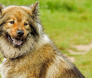 Uśmiech, Eurasier, Pies, Szpic