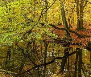 Las, Drzewa, Staw