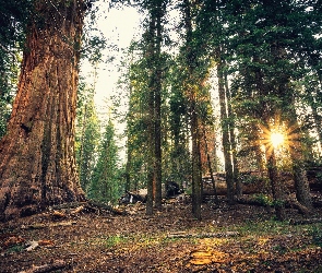Kalifornia, Park Narodowy Sekwoi, Drzewa, Stany Zjednoczone, Promienie słońca, Las, Sekwoja