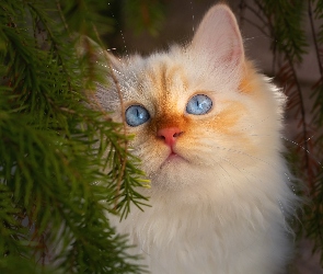 Kot, Oczy, Niebieskie, Błękitne, Biały
