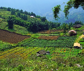 Wietnam, Sapa, Pola, Wzgórza, Domy, Dolina Muong Hoa Valley