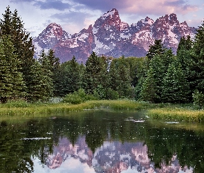 Drzewa, Rzeka Snake River, Park Narodowy Grand Teton, Stany Zjednoczone, Odbicie, Trawy, Stan Wyoming, Góry Teton Range