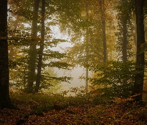 Las, Liście, Opadłe, Mgła