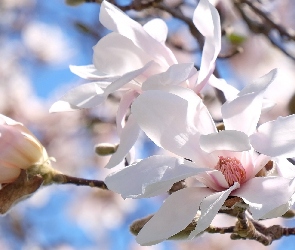Magnolie, Gałązki, Białe