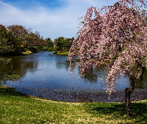 Staw, Drzewa, Stan Missouri, Stany Zjednoczone, Saint Louis, Ogród botaniczny Missouri Botanical Garden