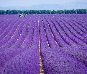 Lawenda, Francja, Prowansja, Valensole, Pole