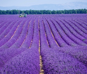 Pole, Francja, Valensole, Prowansja, Lawenda