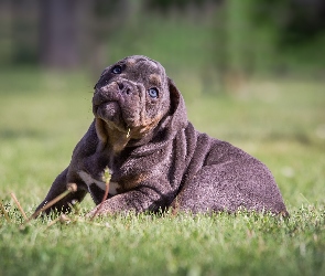 Buldog angielski, Szczeniak