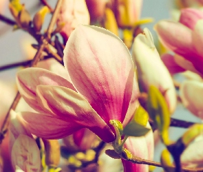 Kwiaty, Zbliżenie, Gałązki, Magnolia