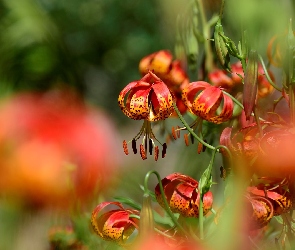 Kwiaty, Lilie tygrysie, Pomarańczowe