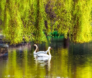 Park, Wierzba, Łabędzie, Drzewa, Staw