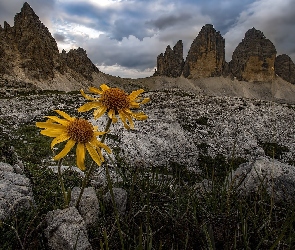 Żółte, Dolomity, Góry, Włochy, Chmury, Kwiaty, Masyw Tre Cime di Lavaredo, Skały