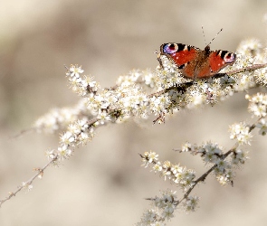 Białe, Rusałka pawik, Motyl, Kwiaty, Gałązki