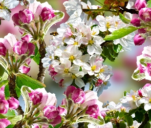Kwiaty, Grafika, Drzewo owocowe, Jabłoń, Gałęzie