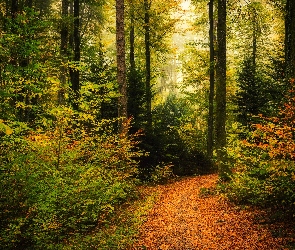 Liście, Opadłe, Drzewa, Las, Jesień, Ścieżka