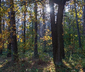 Promienie słońca, Rośliny, Drzewa, Las