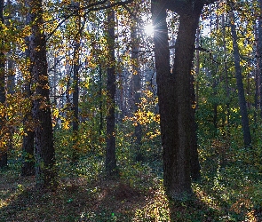 Promienie słońca, Rośliny, Drzewa, Las