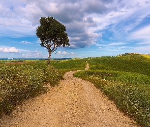 Toskania, Włochy, Drzewo, Pola, Łąki, Droga, Wzgórza